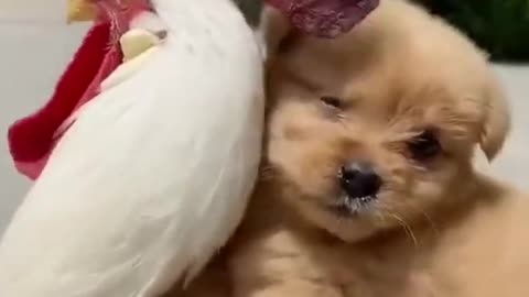 Cute little story of Dogs #short #shorts