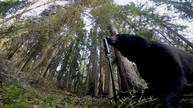 Levi Morgan Shows off the Most Effective Huting Scent Dispersal System