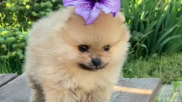 How did the flower come on the head of this cat Flower came on the head