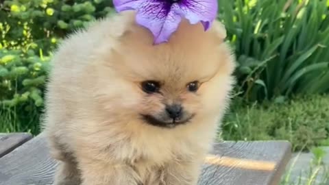 How did the flower come on the head of this cat Flower came on the head