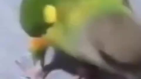 PARROT FUNNY VIDEO
