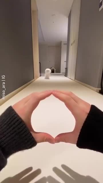 Cute Dog Complications❤️Funny Dog