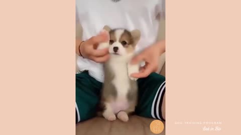 Cute and Funny Puppies Video Compilation - 2021