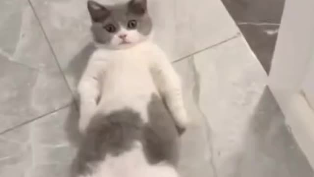 funny lazy cat