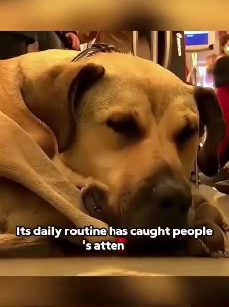 The story of “Boji” the dog ❤️