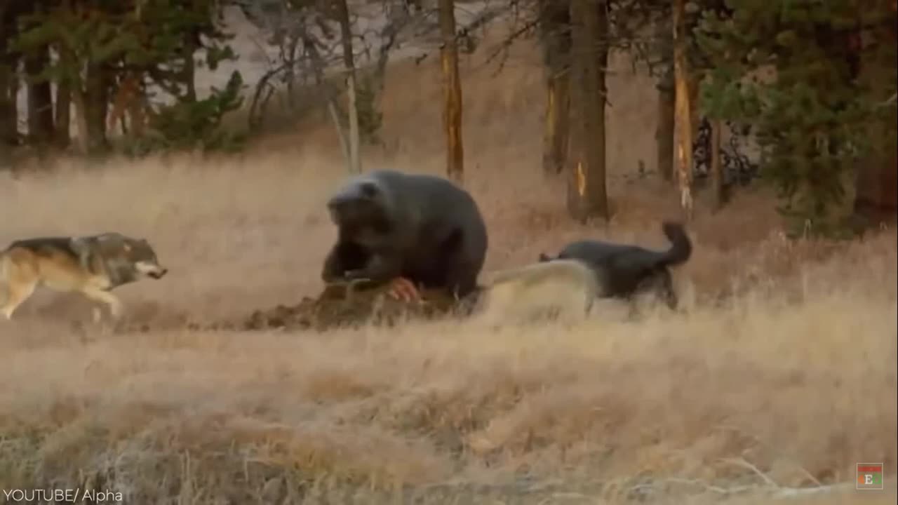 National Geography Channel in animal world Lion in hunting animal