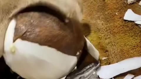 Coconut cutting