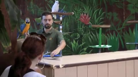 Funny parrot show...