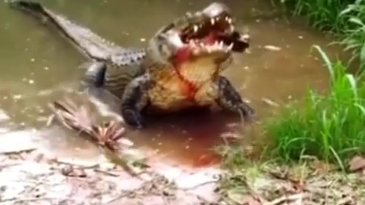 Tortoise eaten by a crocodile