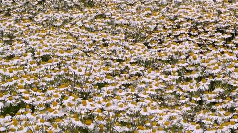 It's really super romantic to watch the wild chamomile