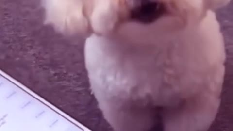 Cute Puppy Funny Reaction I Viral Video