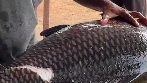 Amazing! World Biggest Catla Fish Cutting In Village