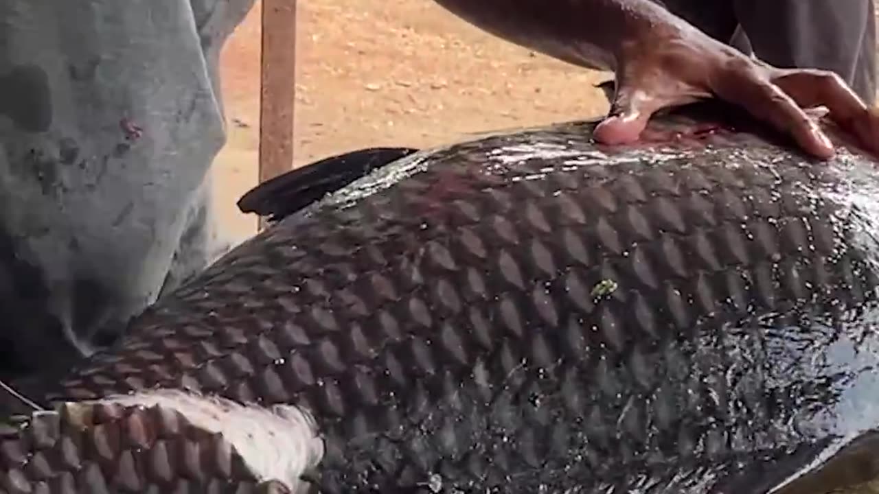 Amazing! World Biggest Catla Fish Cutting In Village