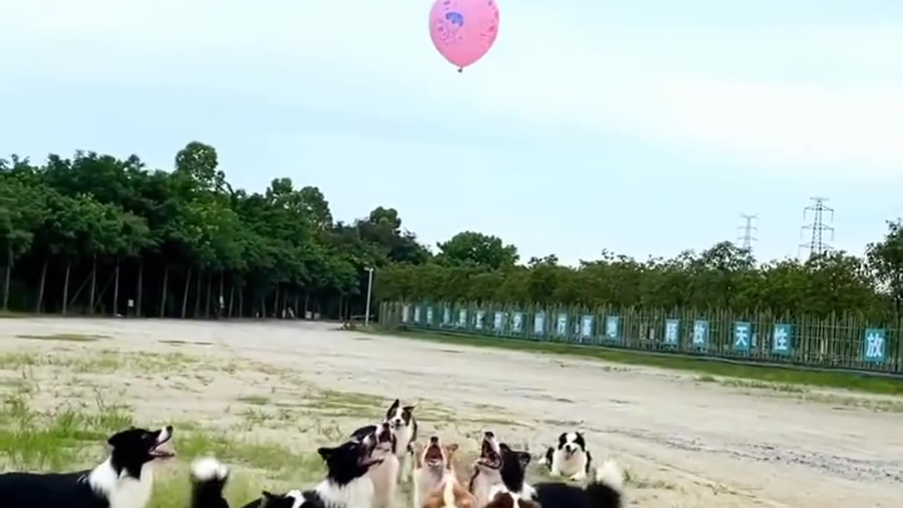 Very very nice beautiful funny video 🤩🤩🤩😂😂👌