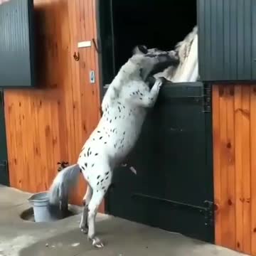 Videos of animals, pets, cats. dogs, etc.