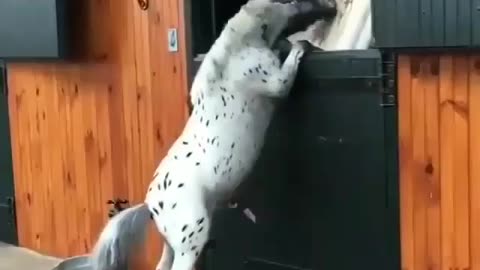 Videos of animals, pets, cats. dogs, etc.