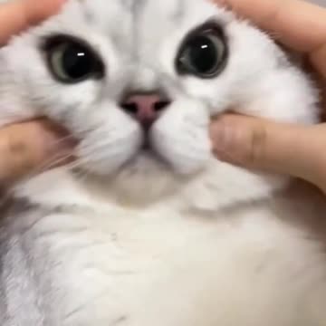 Funny cat videos | cute cats | Try not to laugh | Cat videos Compilation