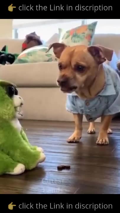 Dogs, funny animals commed,dofa fun,dog comedy scenes 🤣