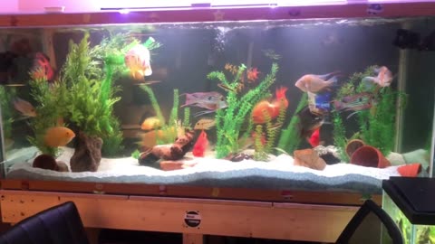 Fish Room Tour