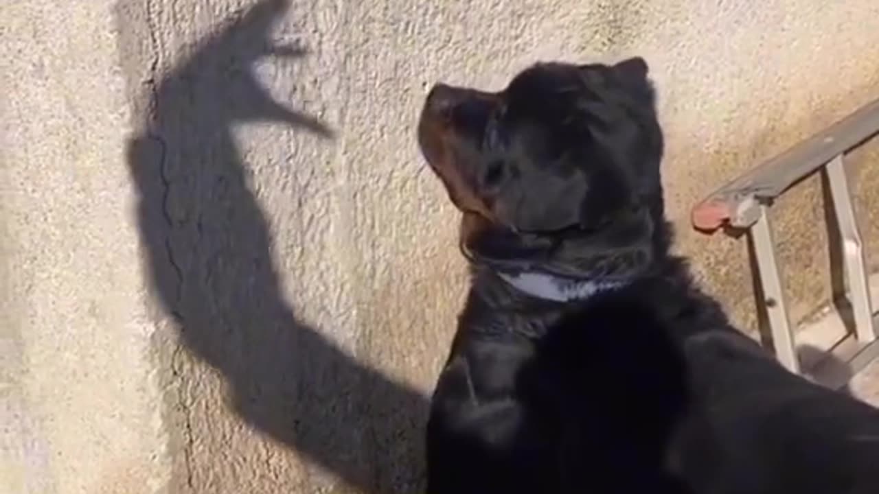 shadow vs dog