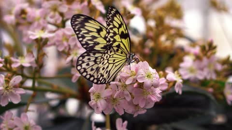 butterfly-wings-flowers-petals-fly