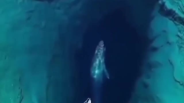 giant whale real sound