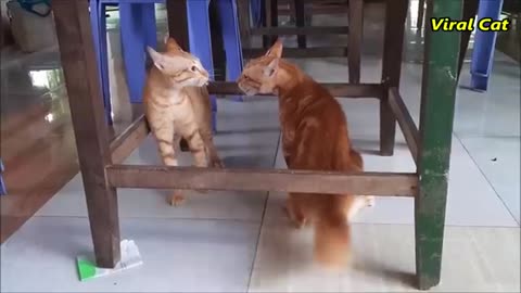 Funny 😂😂🤣🤣Two cat brothers fighting