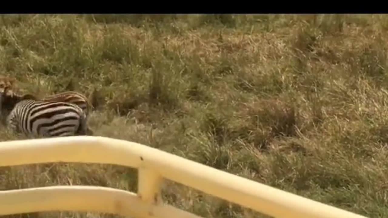 Wild Animals