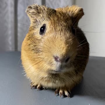 guinea pig on a diet