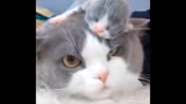 baby cars cute and funni cat videos copilation