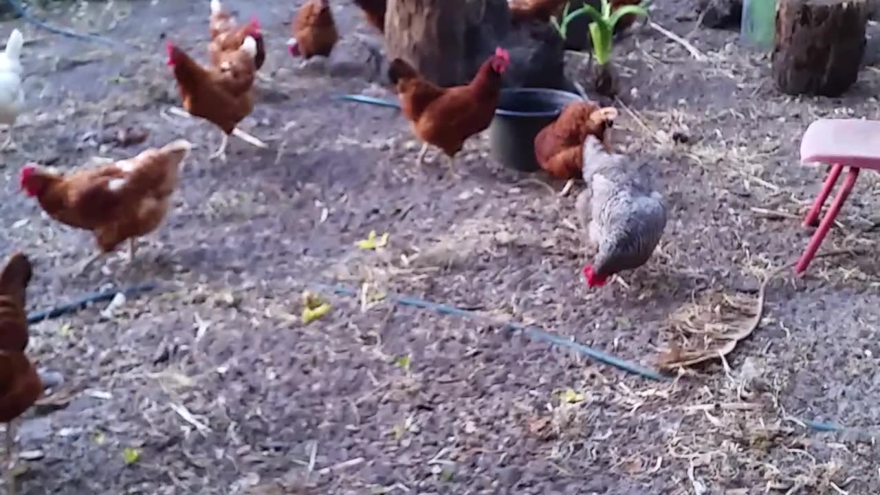 Broody Hen & Baby Chickies