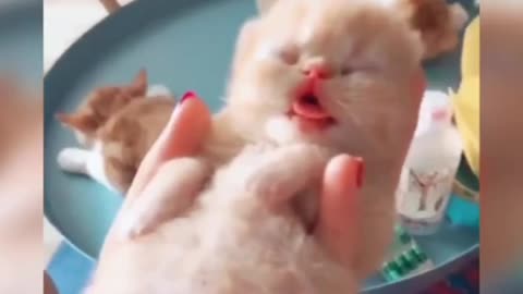 Baby Cats - Cute and Funny Baby Cat Videos Compilation