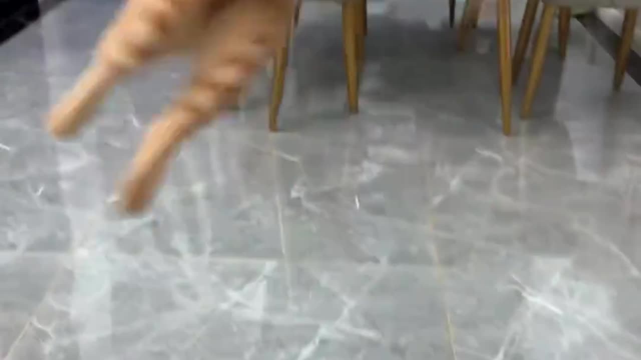 Cat's Spin Jump