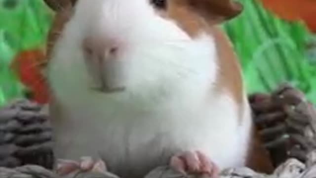 Adorable guinea pig 💖#Guineapig #shorts #animals