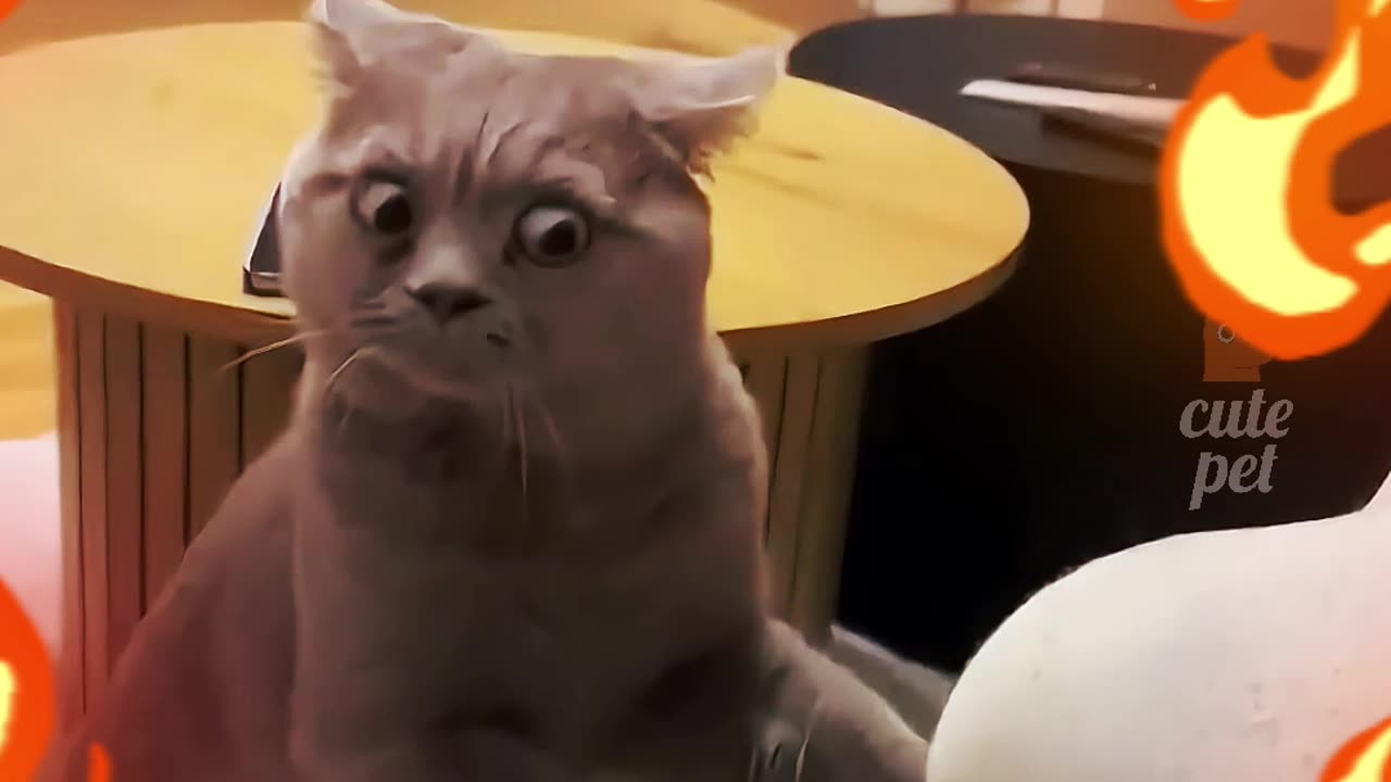 cute kitten