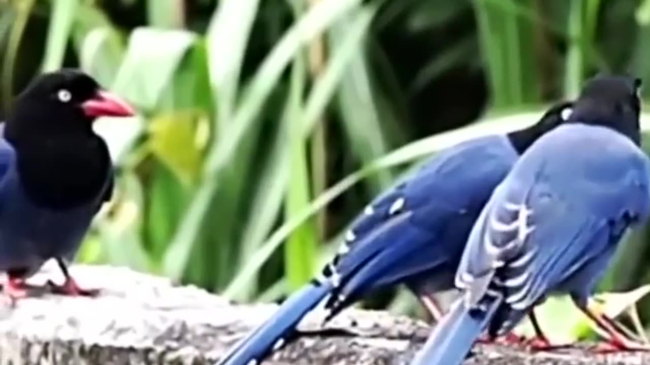 awesome video is the compilation of beautiful birds