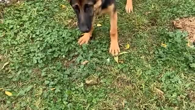 Dog Confused Why Human is Undoing Her Hard Work