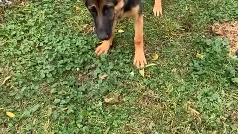 Dog Confused Why Human is Undoing Her Hard Work