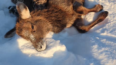 Two Guys Help a An Elk Calf Off the Ice