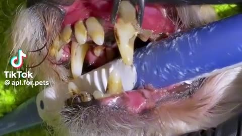 Dog teeth cleaning