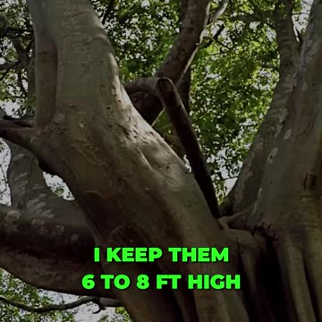 ✂️ Trimming Tales: Taming The Vigorous Fig Tree 🌳