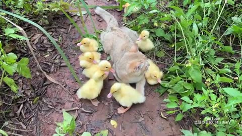 Cute animals, duck and cat