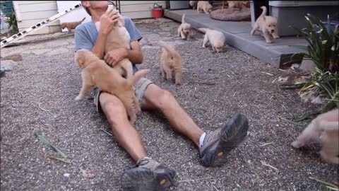 Golden Retriever Puppy Attack