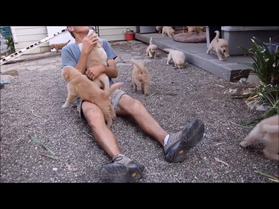 Golden Retriever Puppy Attack