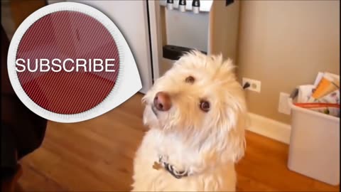 ► Funny Dogs │ One Minute of You ❤