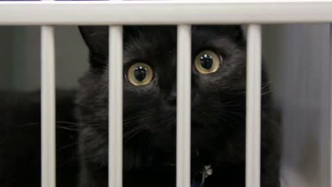 Black Cat Behind Bars