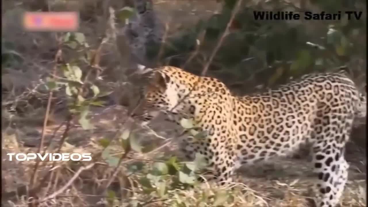 Leopard vs Snake