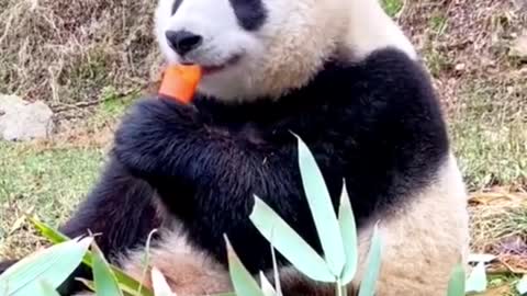 aww cute panda