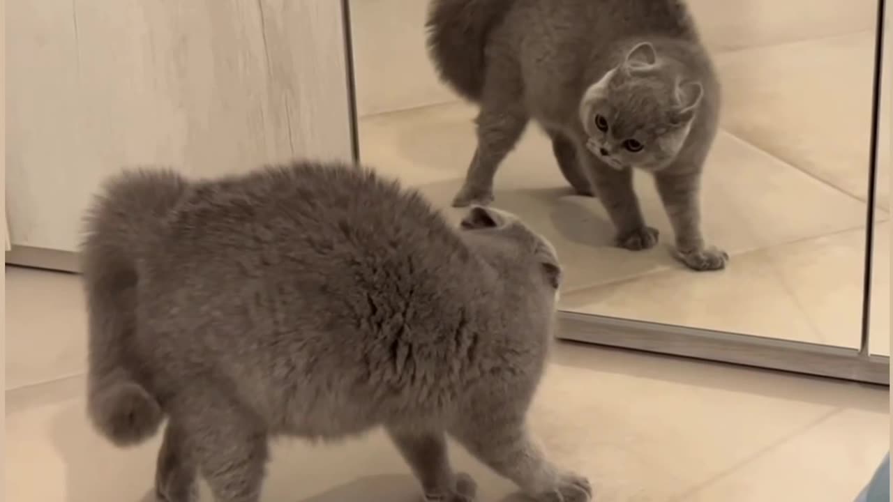 Funny cat see herself in the mirror first time 😅