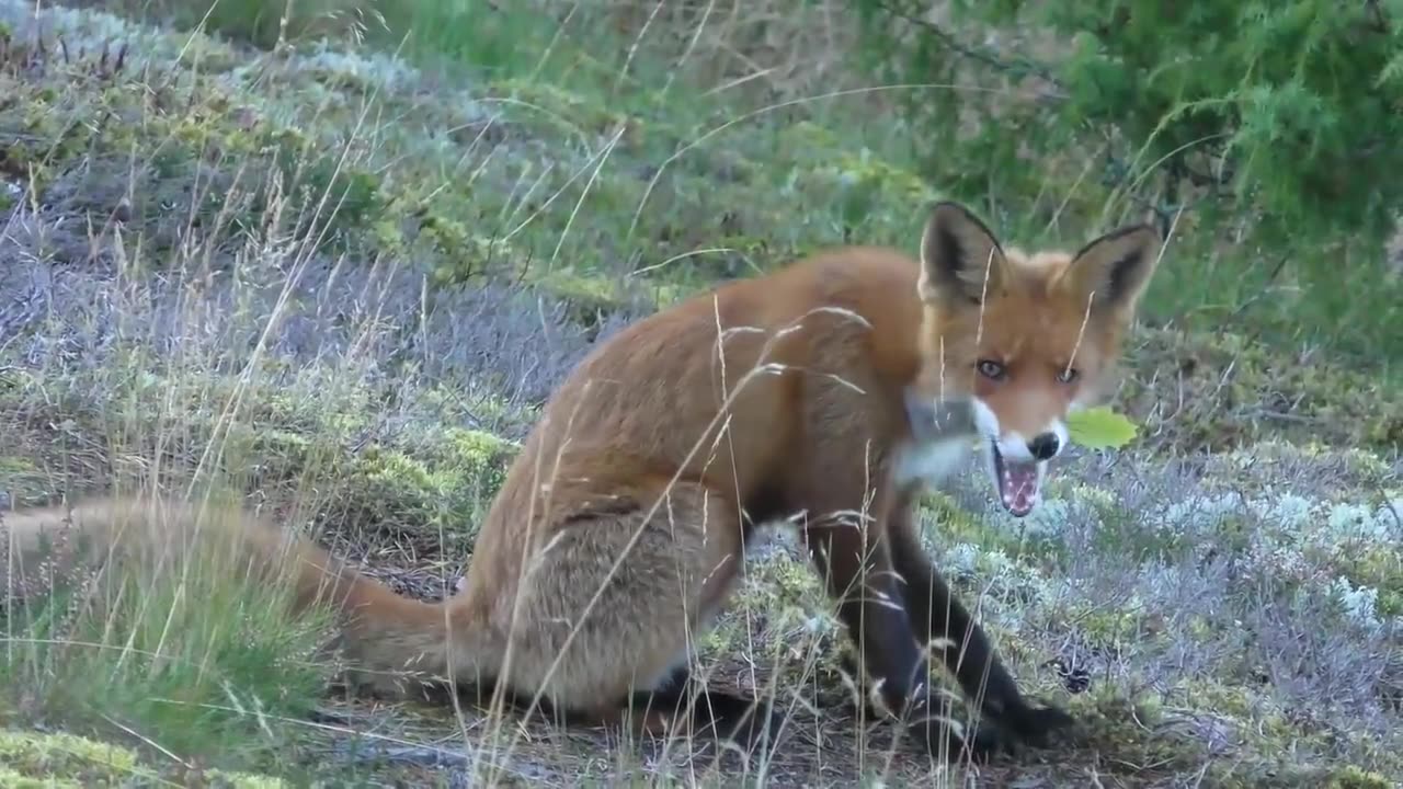 17 animals that live longer in England